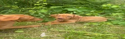 Hungarian Vizsla dogs for sale: KC Registered Hungarian Viszla litter  - Advert 11