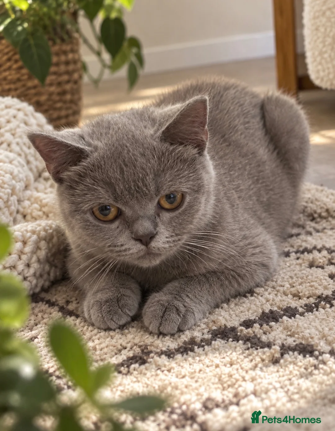 British Shorthair cats for sale: 🐻 MR. BEAR 🐻 Mixed BsH boy - Advert 2