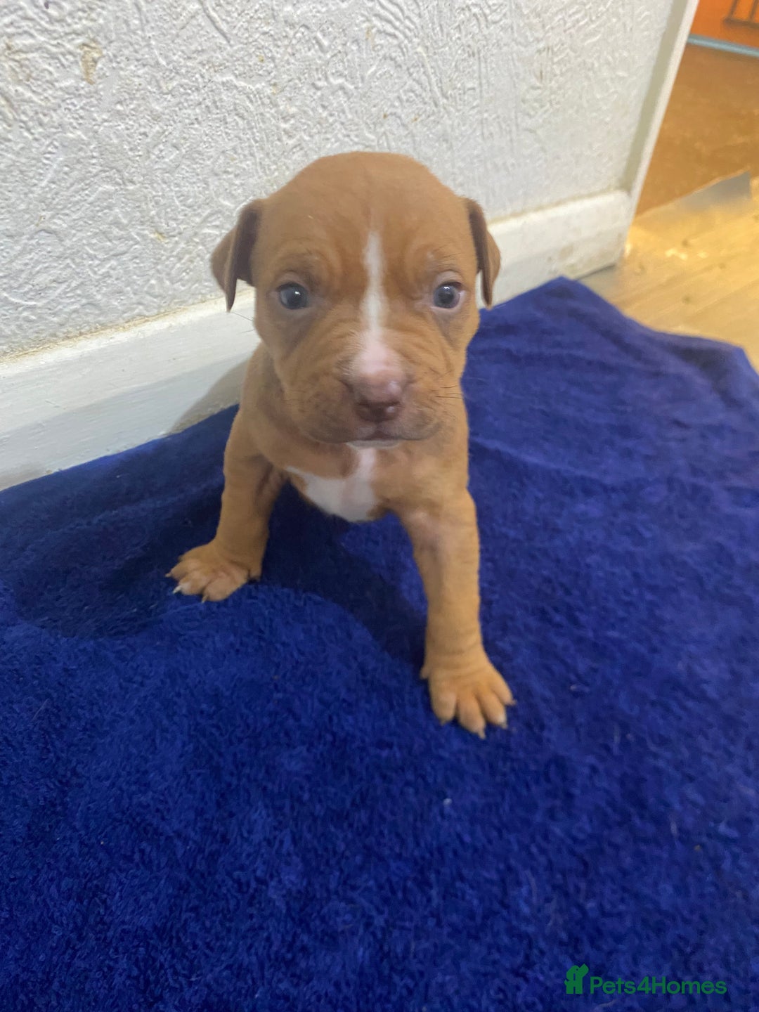 Mixed Breed dogs for sale: Staff puppies - Advert 7
