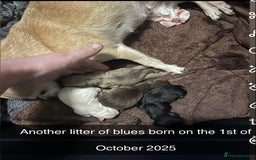 Chihuahua dogs for stud: Chihuahua male stud in Bolton - Image 40