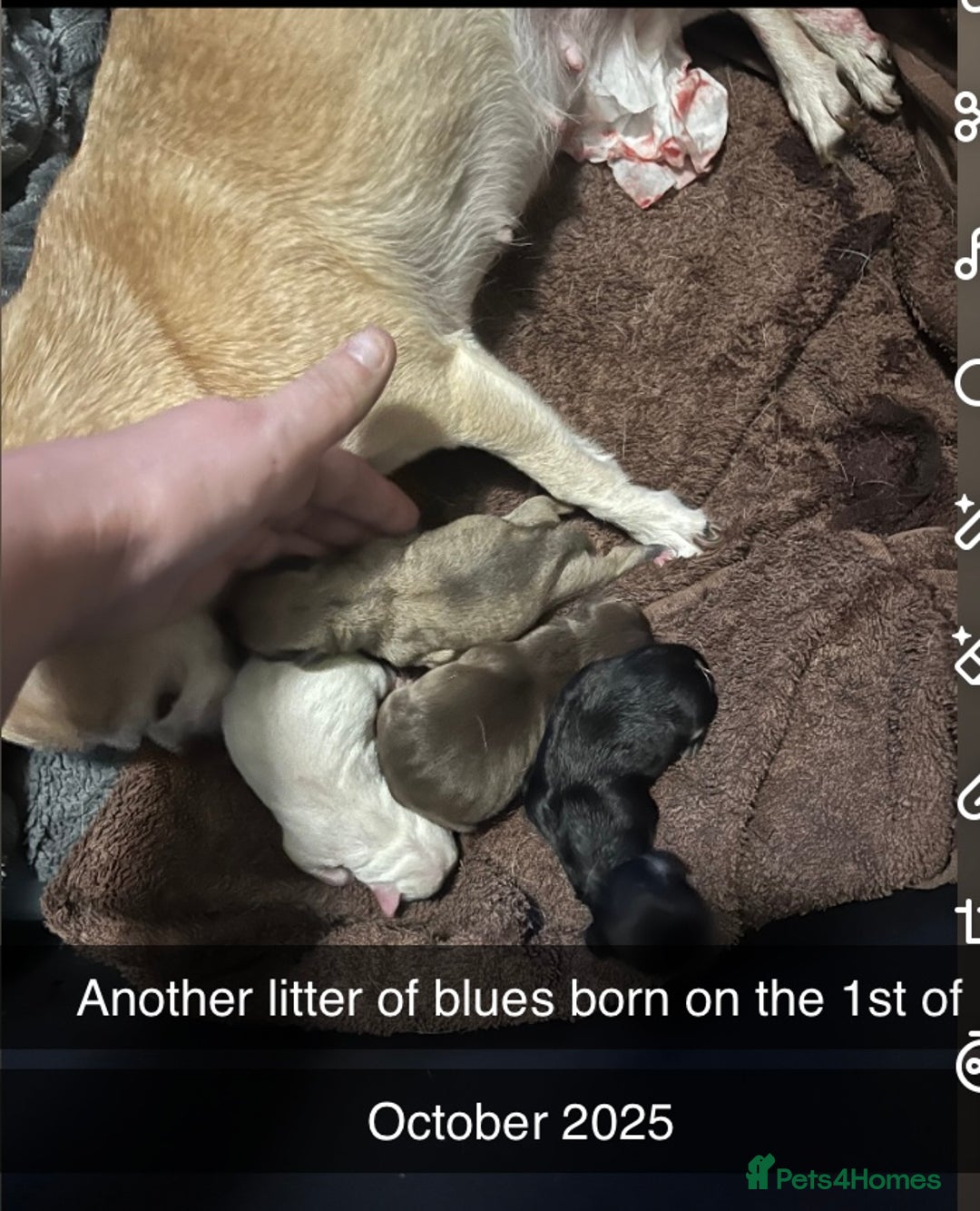 Chihuahua dogs for stud: Chihuahua male stud in Bolton - Image 40