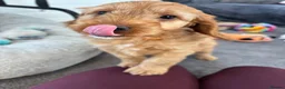 Cockapoo dogs for sale: *Hereditary clear Cockapoo Puppies 💜🐶* - Advert 5