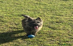 Cairn Terrier dogs for sale: KC reg Cairn Terrier puppies - Image 8