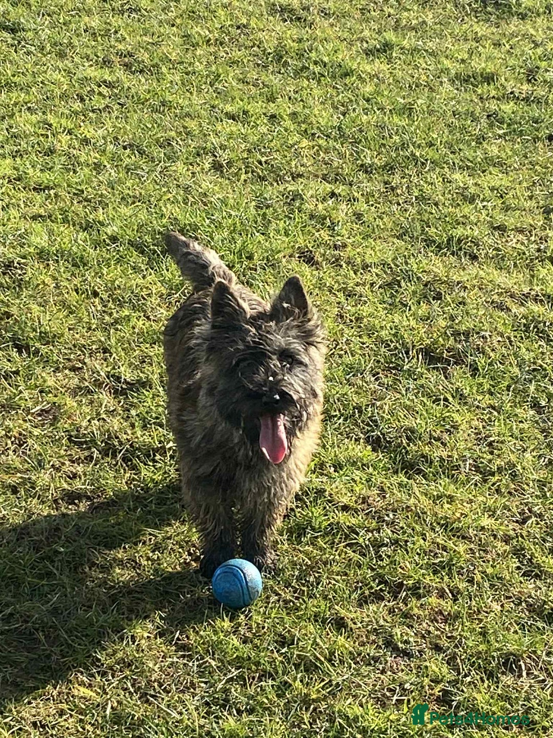 Cairn Terrier dogs for sale: KC reg Cairn Terrier puppies - Image 8