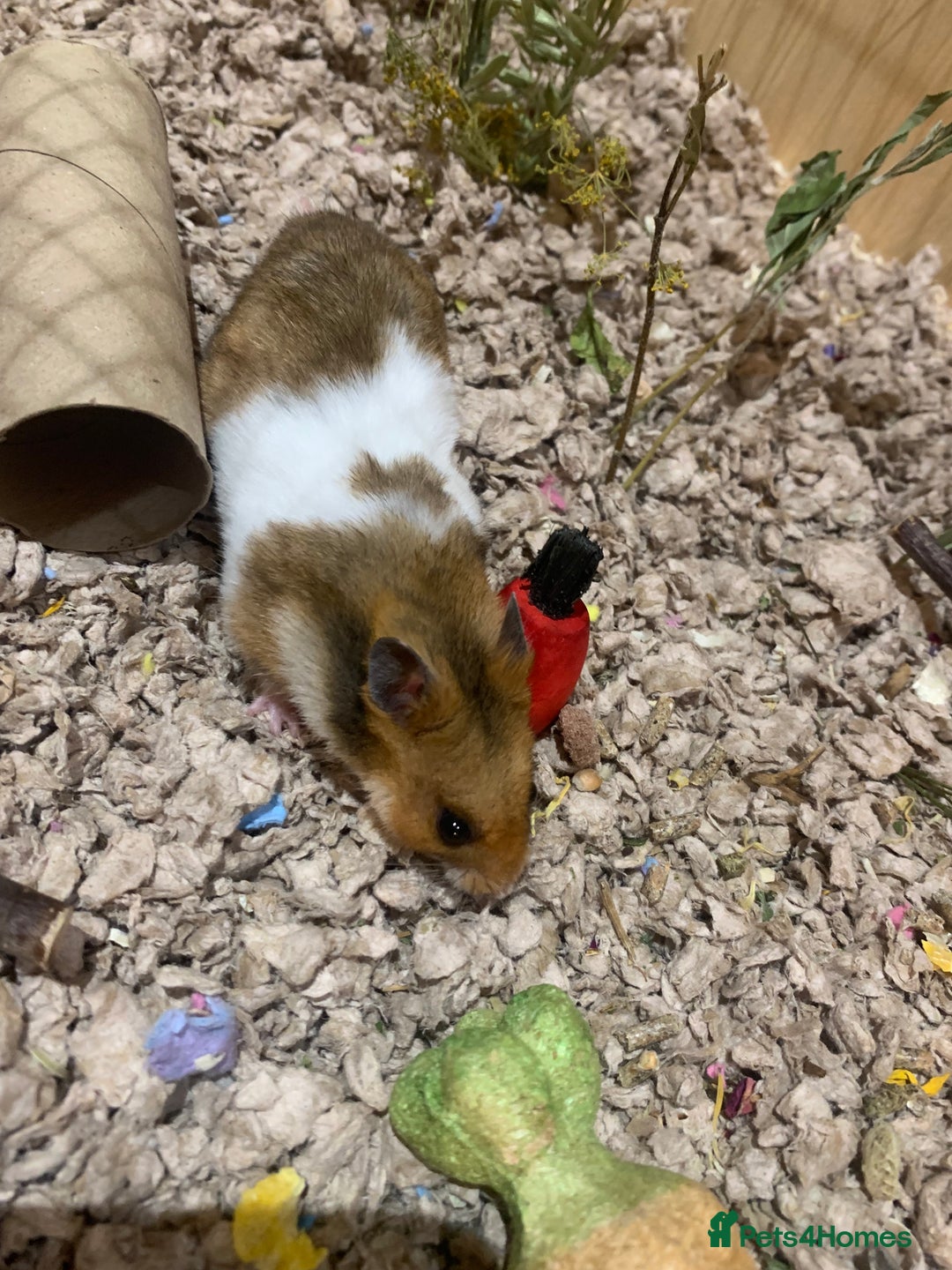 Hamster rodents for sale: Ethically bred 8 week old Male Syrian hamster  - Advert 3