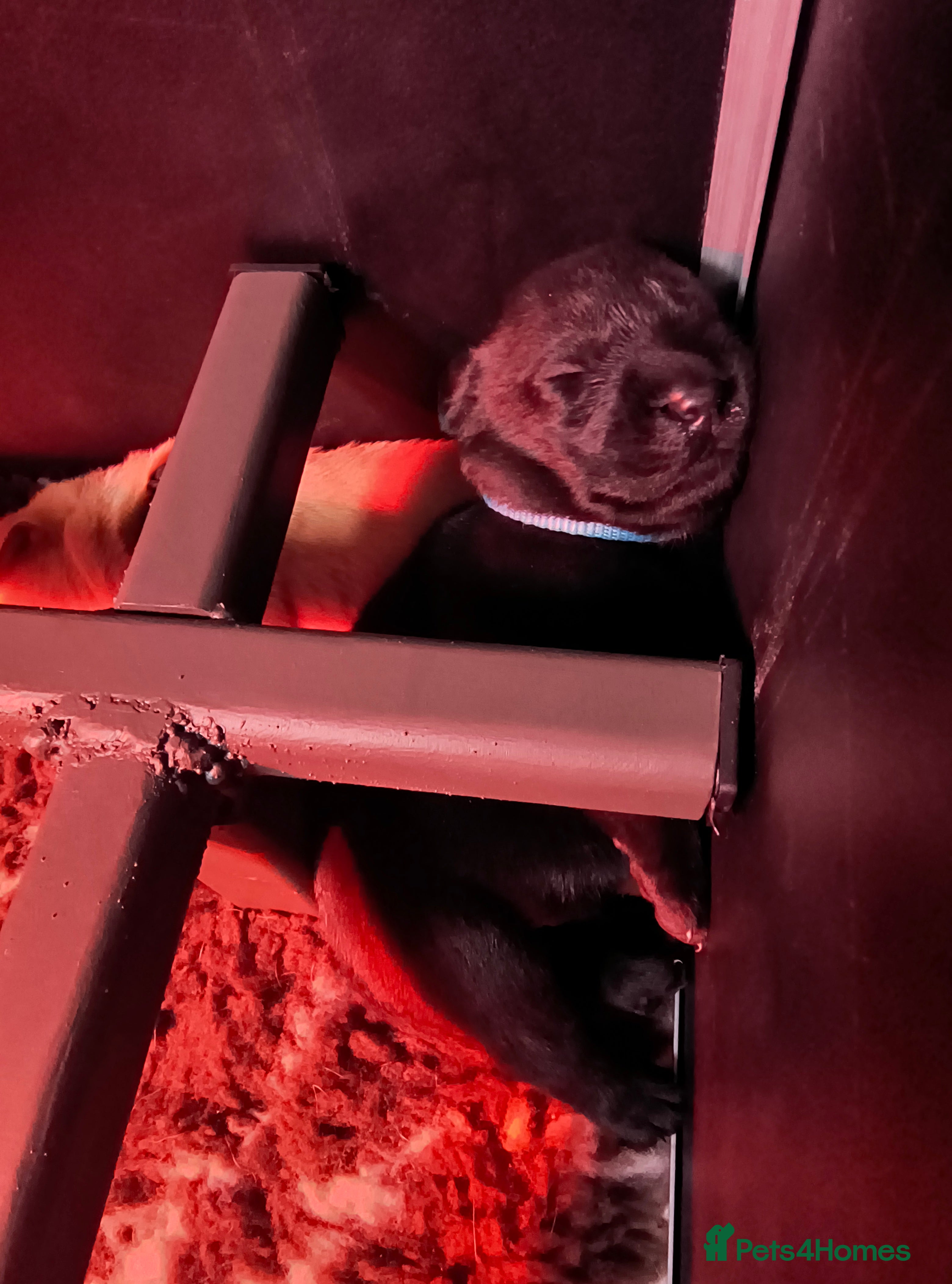 Labrador Retriever dogs  KC registered FTW Sired Labrador puppies  - Advert 2