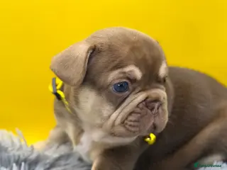 French Bulldog dogs KC French bulldog puppies highly healthed parents - Advert 1
