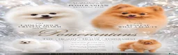 Pomeranian dogs for sale: Stunning White Female Pomeranian Puppy Available - Advert 2