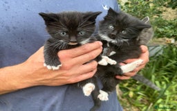 Mixed Breed cats for sale: Kittens for sale  - Image 2