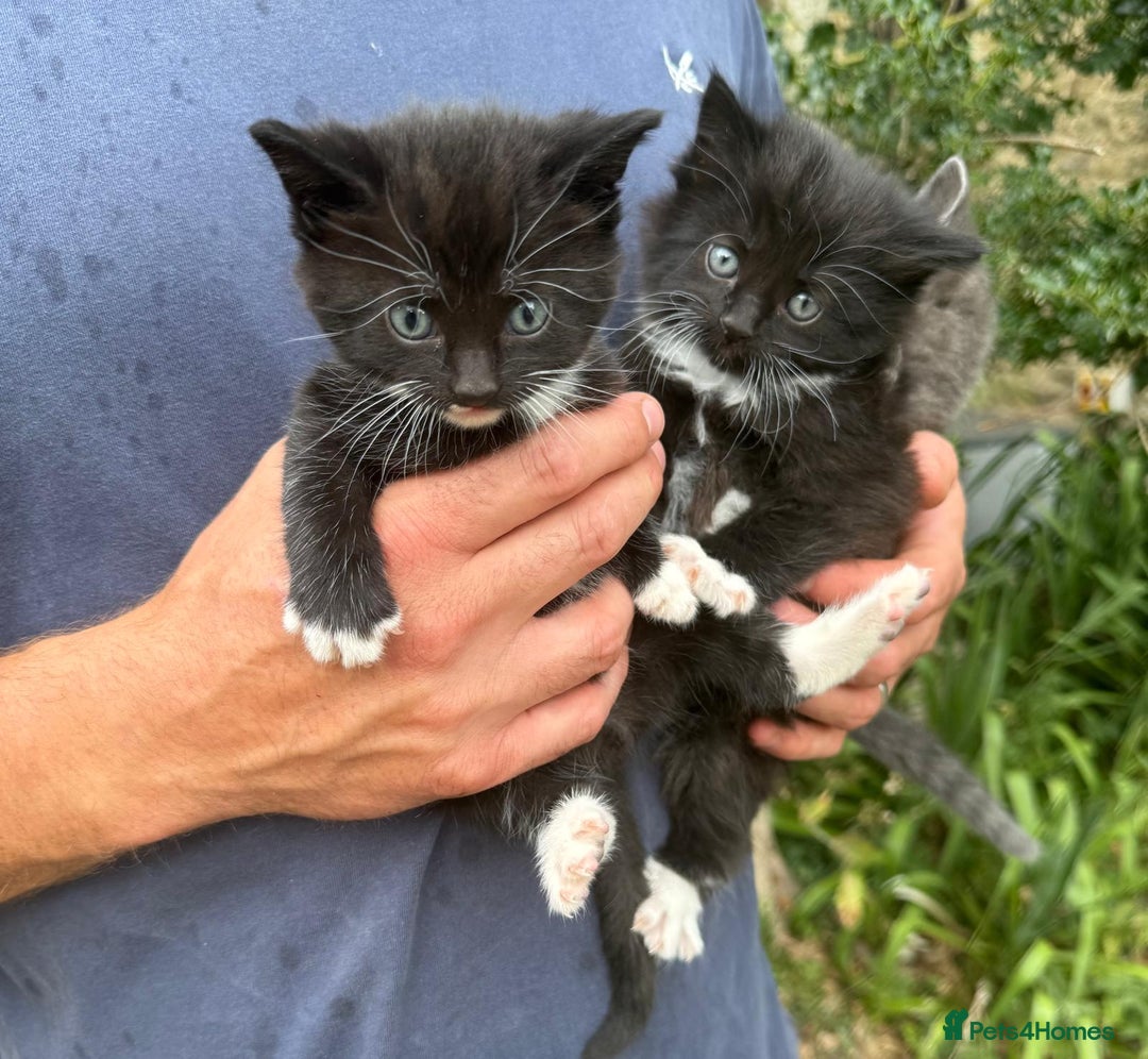 Mixed Breed cats for sale: Kittens for sale  - Image 2