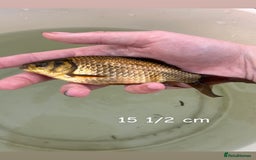 Other/Mixed Breed fish for sale: 7 outside fish  - Image 3