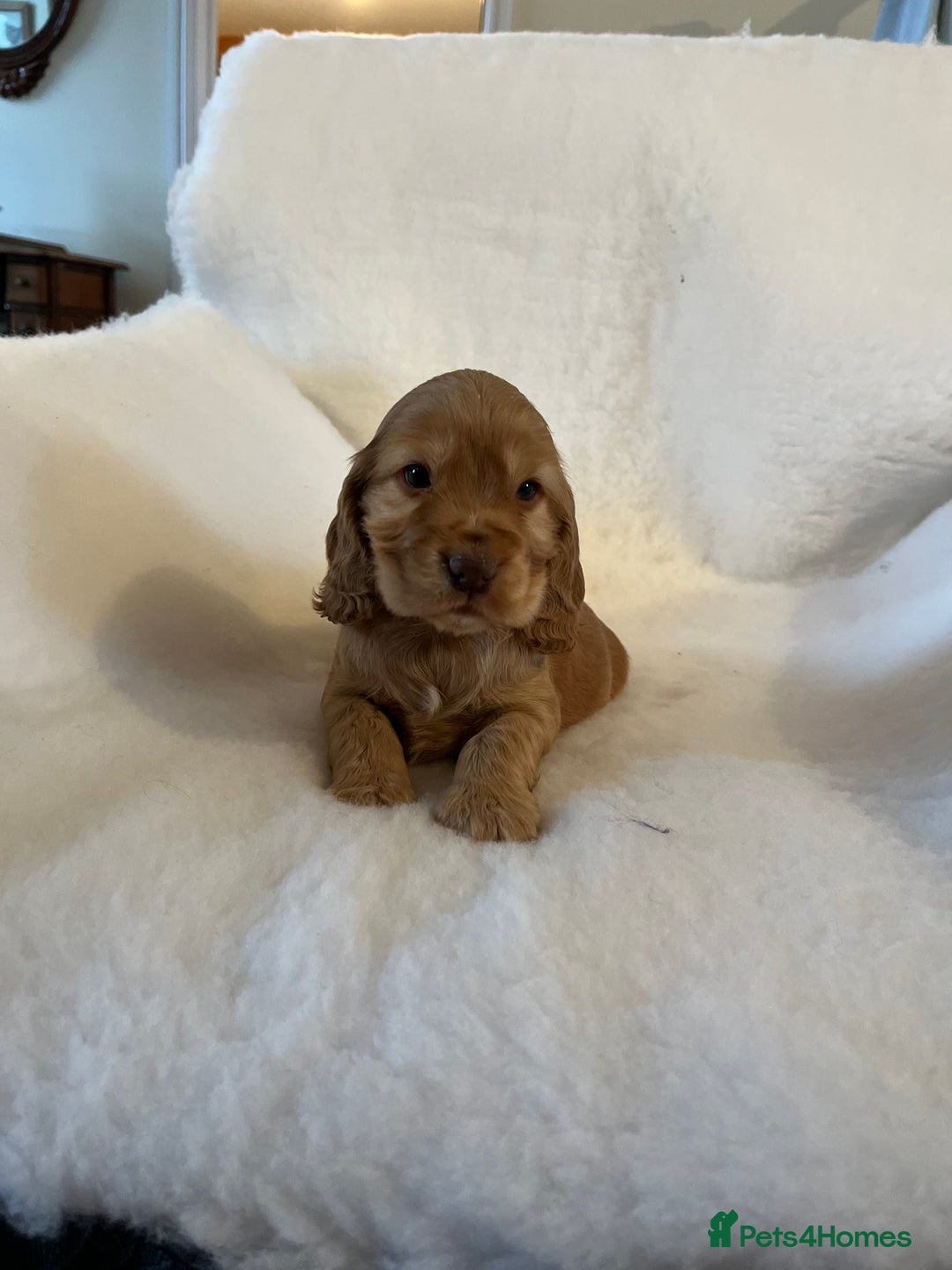 Cocker Spaniel dogs for sale: Health tested KC reg show type cockers - Advert 5