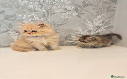 Munchkin cats for sale: 2 tiny legged rug hugger Persian munchkins - Image 20