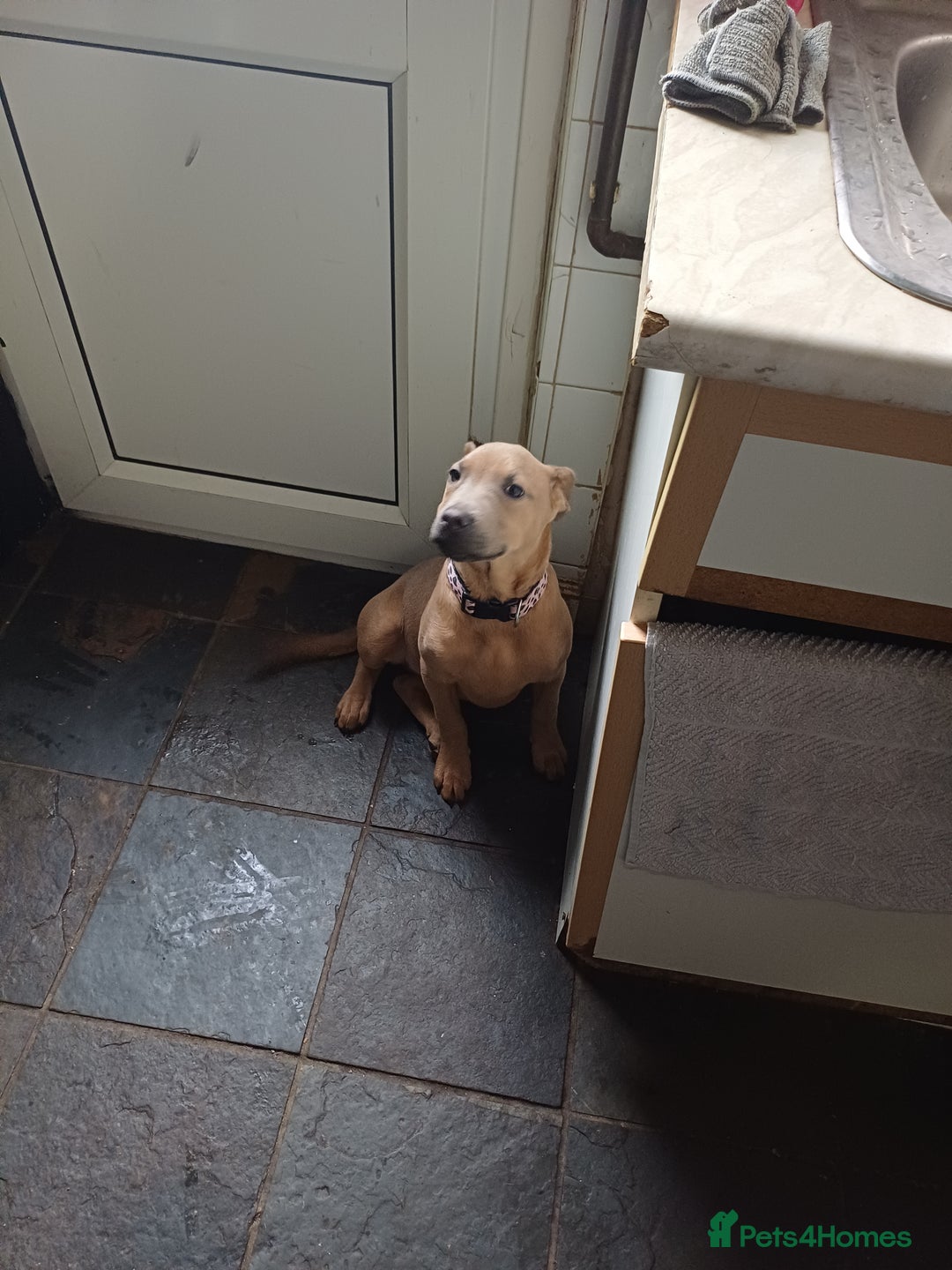 Mixed Breed dogs for sale: Karma - Advert 2