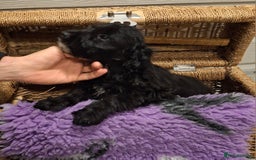 Cockapoo dogs for sale: Cockapoo pups - Advert 2