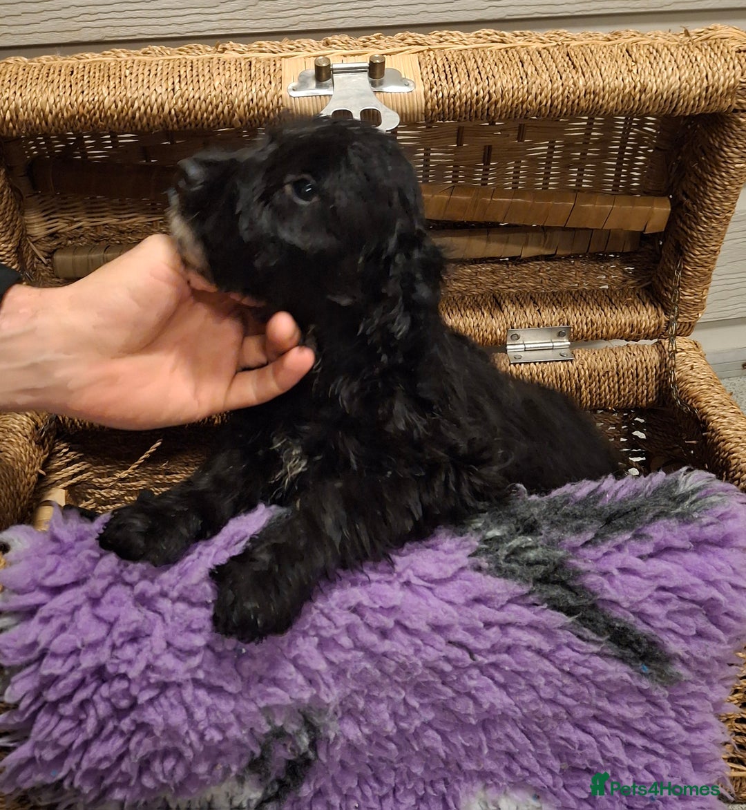 Cockapoo dogs for sale: Cockapoo pups - Advert 2