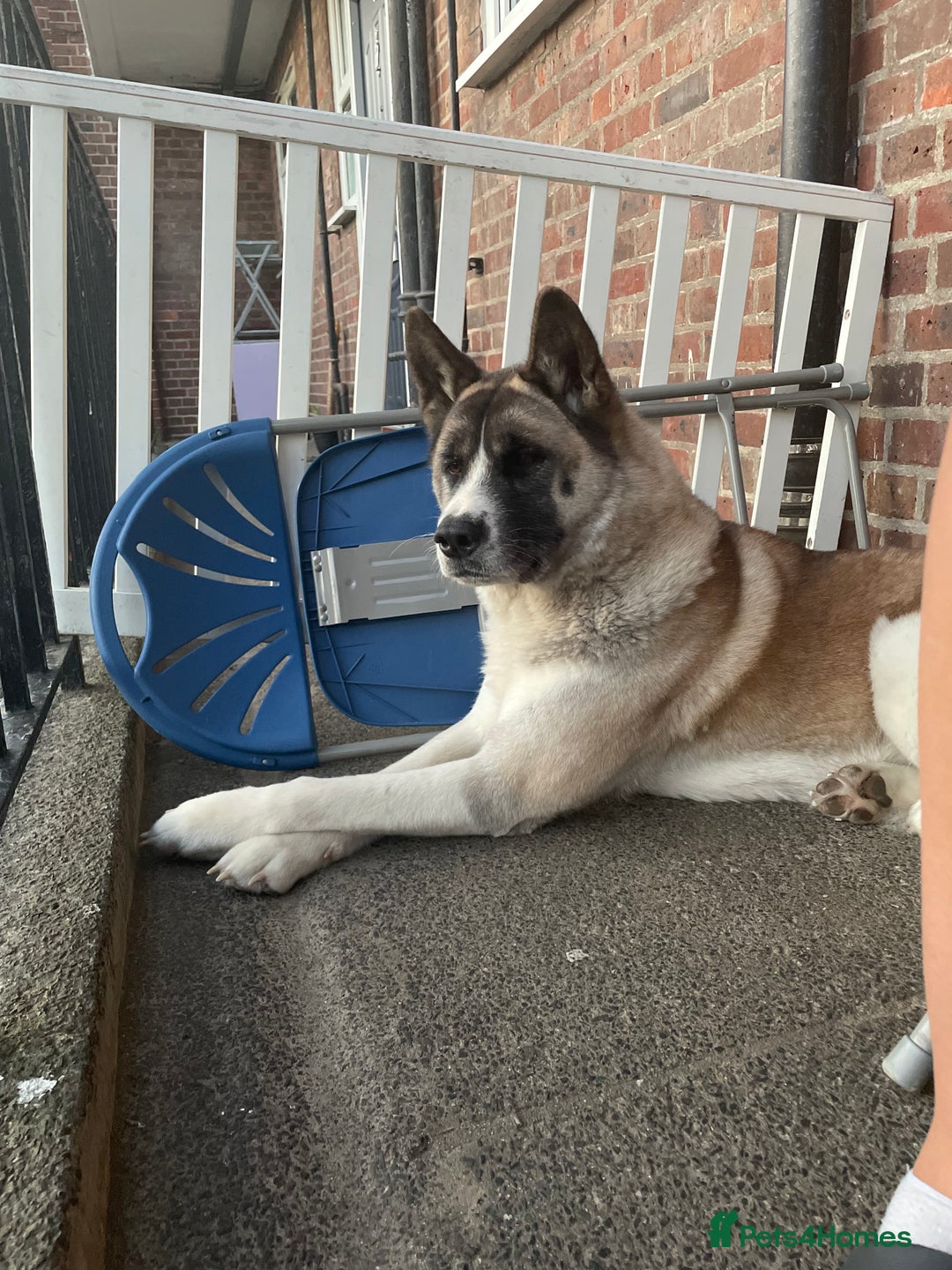 Akita dogs for sale: American Akita for adoption - Image 9