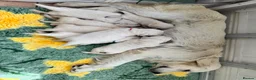 Golden Retriever dogs for sale: Stunning Cream, KC reg, health tested Puppies - Advert 23
