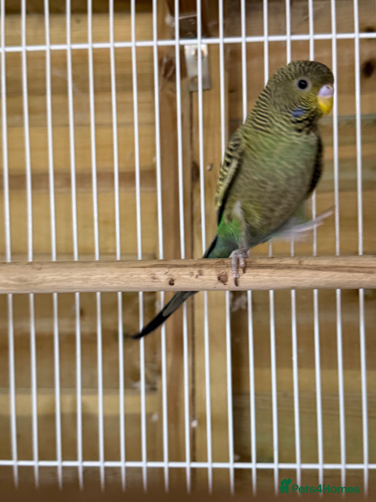 Budgerigars birds for sale: Young black face budgies - Advert 2