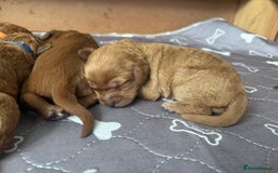 Cockapoo dogs for sale: Cockapoo Puppies  - Image 14