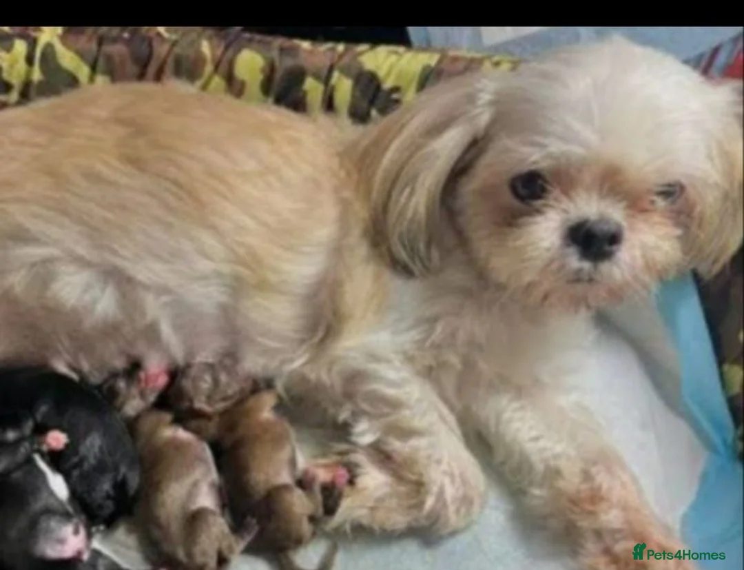 Shih Tzu dogs for sale: Beautiful shihztu 3 boys left  - Advert 11