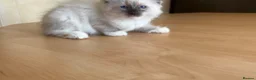 Ragdoll cats for sale: Beautiful Ragdols - Advert 8