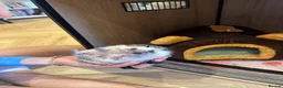 Pygmy Hedgehog rodents for sale: Pygmy Hedgehog in Newcastle upon Tyne - Advert 2