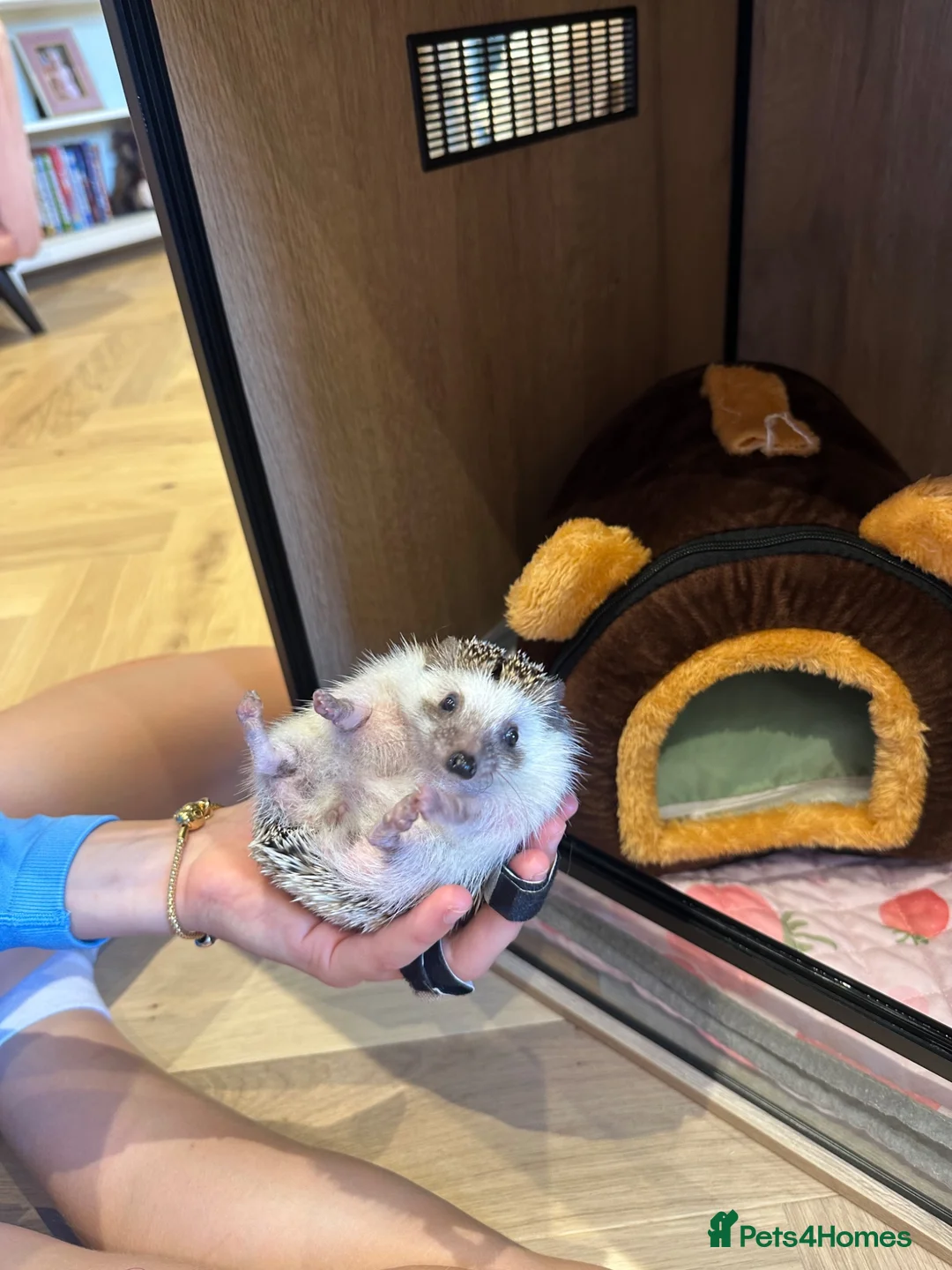 Pygmy Hedgehog rodents for sale: Pygmy Hedgehog in Newcastle upon Tyne - Advert 2