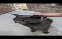 Russian Blue cats for sale: Russian blue kittens  - Image 6