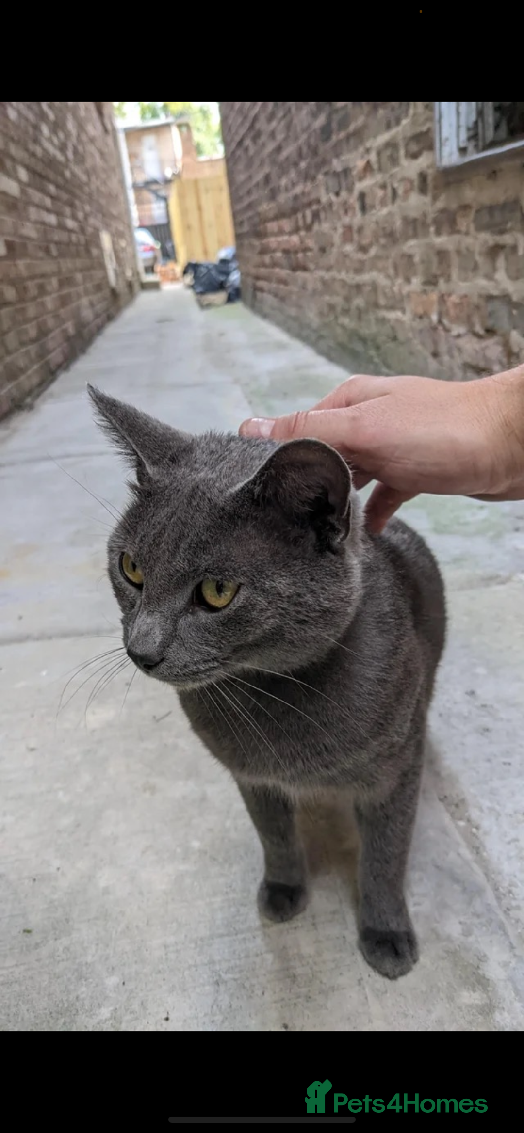 Russian Blue cats for sale: Russian blue kittens  - Image 6