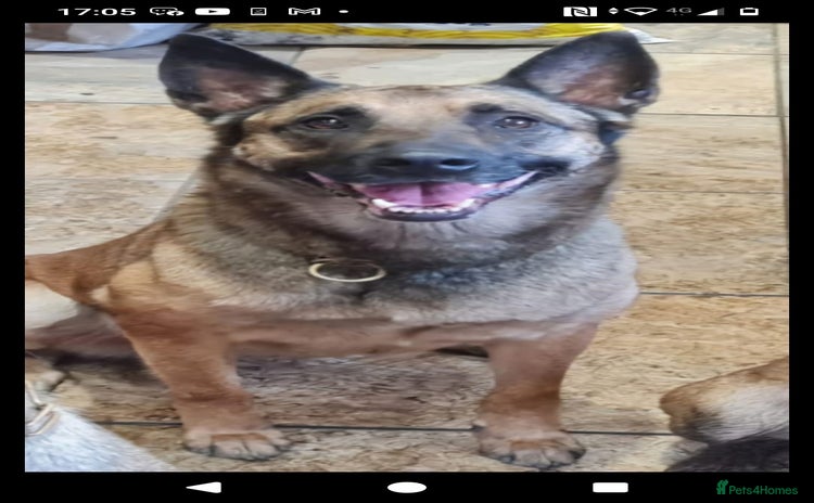 Belgian Shepherd Dog dogs - Advert 2
