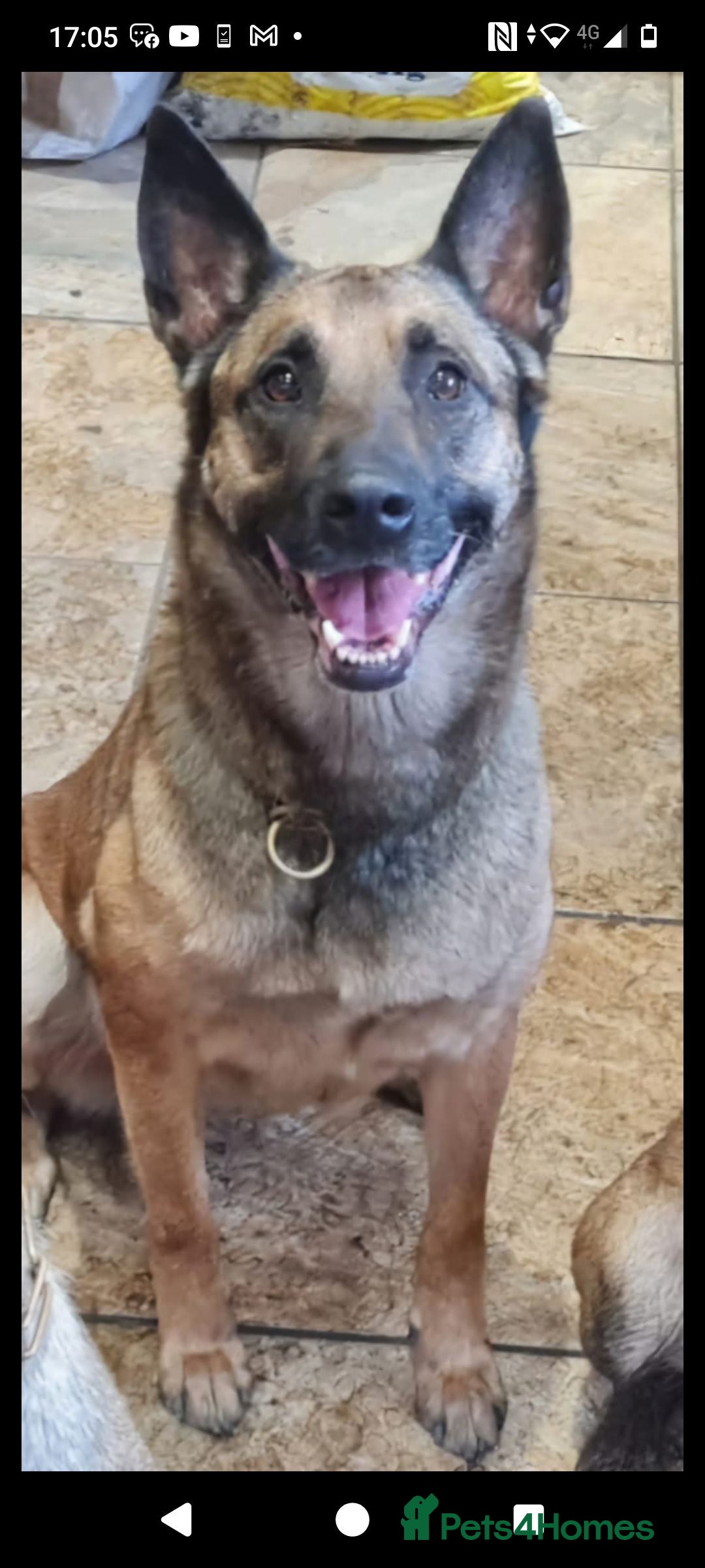 Belgian Shepherd Dog dogs for adoption: Cairo is looking for her forever home - Image 1