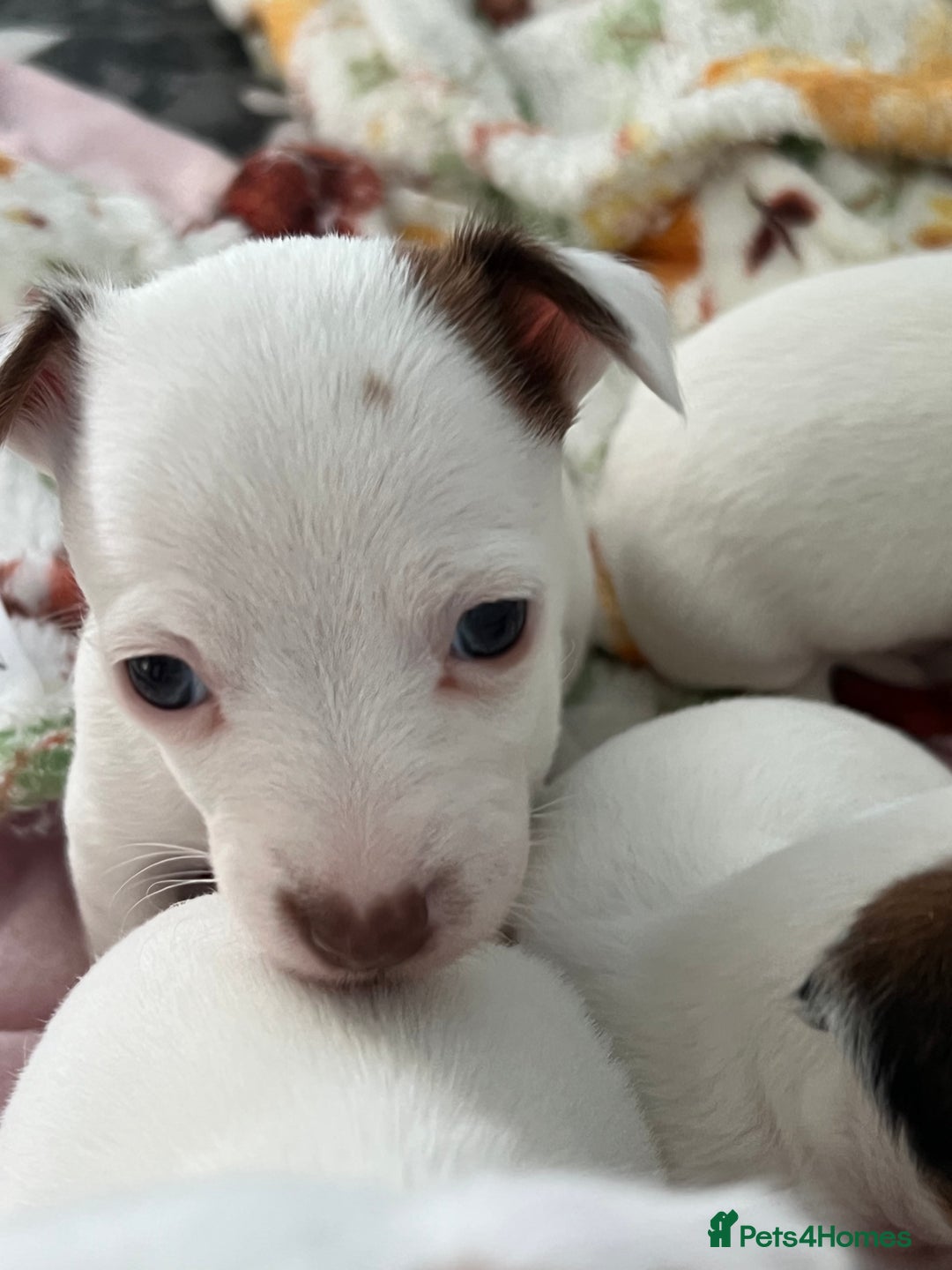 Jack Russell dogs for sale: Stunning Miniature Jack Russell Puppies!!! - Advert 8