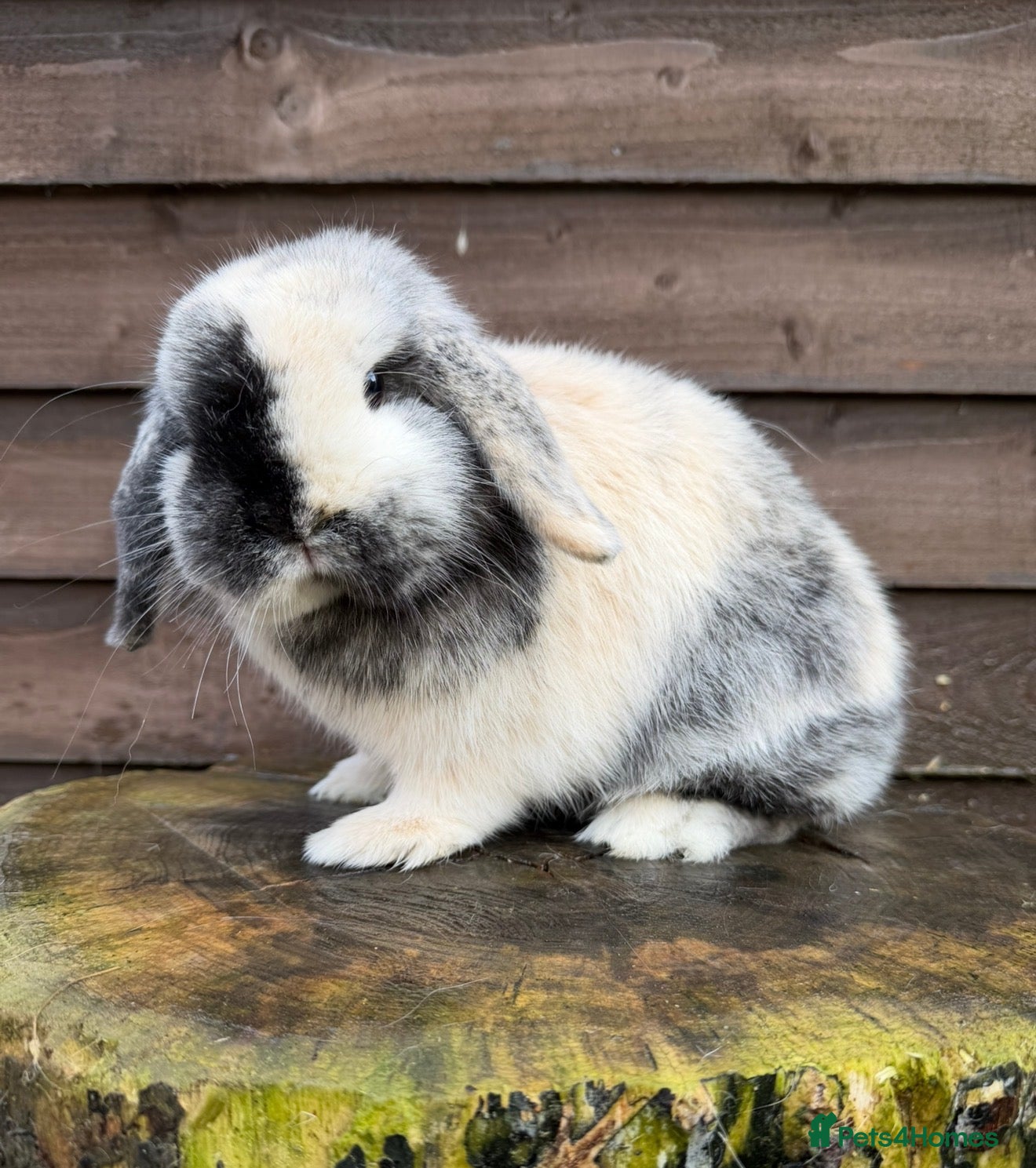 Mini Lop rabbits Mini lops does  - Advert 1