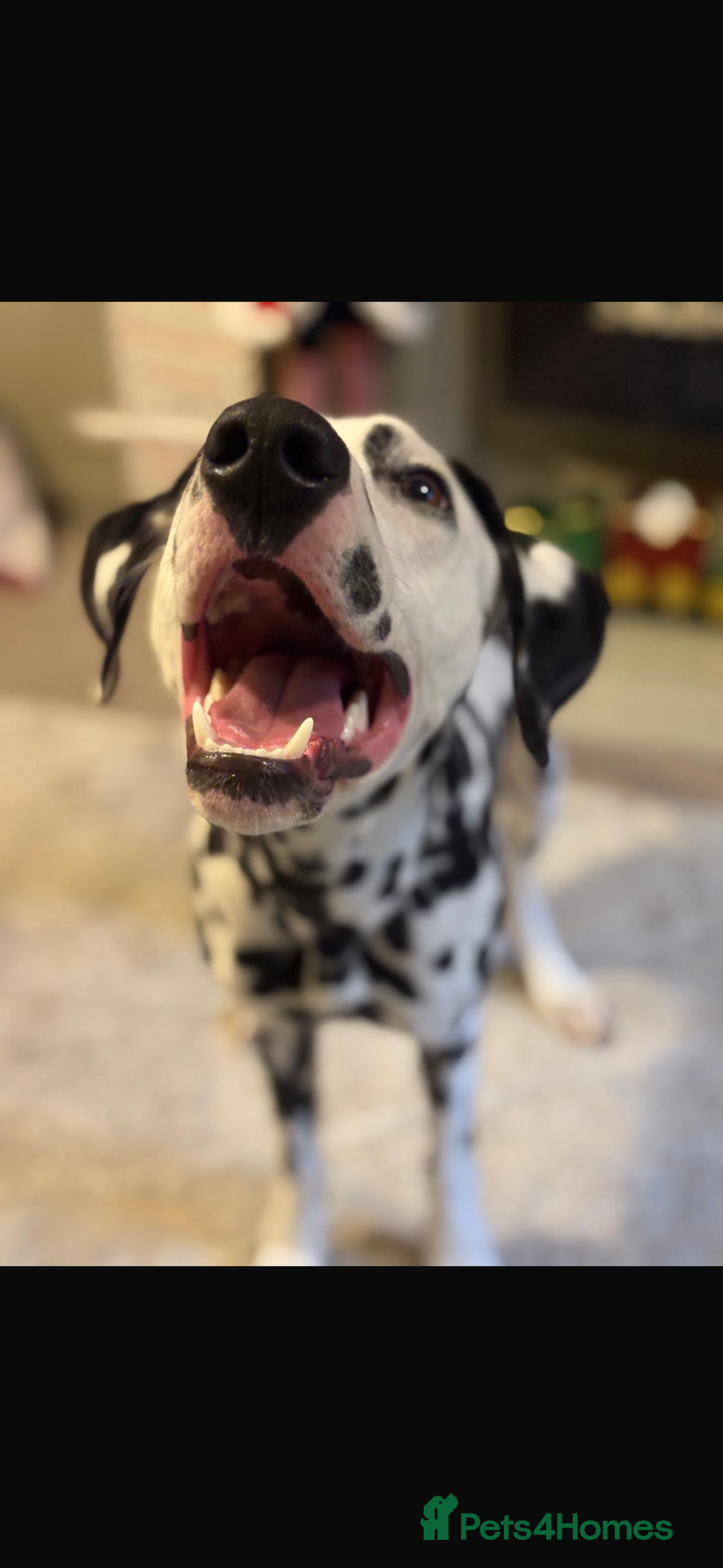 Dalmatian dogs for sale: 9 month old Marley - Advert 2