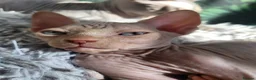 Sphynx cats for sale: Little sweet sphynx boys ready for new home 🐾 - Advert 27