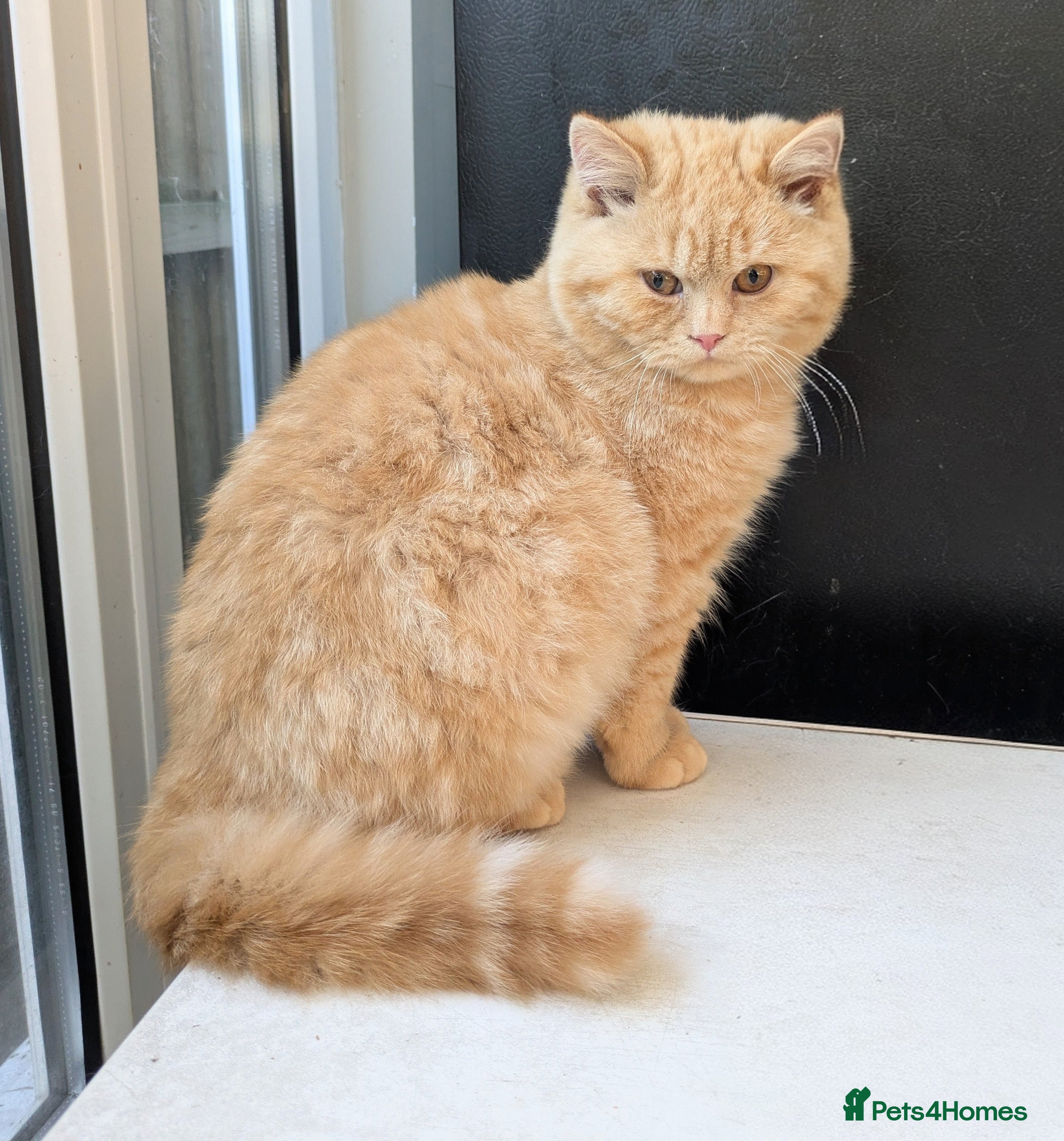 British Shorthair cats Gccf registered British shorthair kittens  - Advert 3