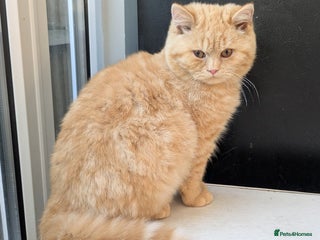 British Shorthair cats Gccf registered British shorthair kittens - Advert 3