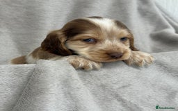 Cocker Spaniel dogs for sale: KC HEALTH TESTED SHOW COCKER SPANIELS - Image 5