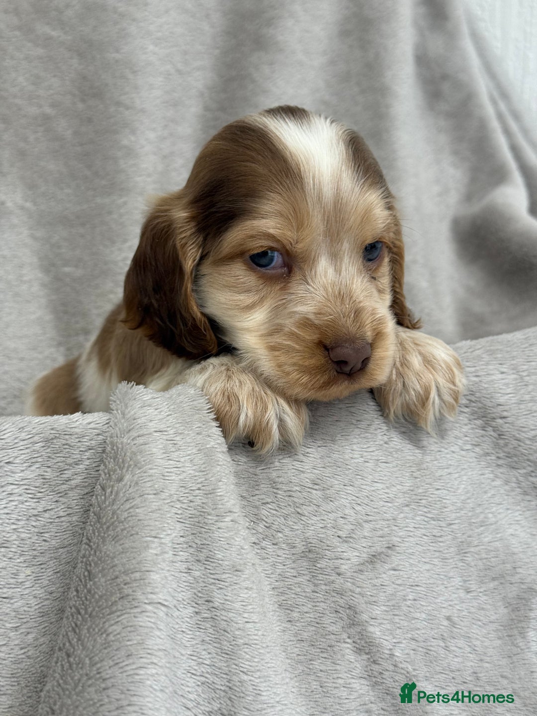 Cocker Spaniel dogs for sale: KC HEALTH TESTED SHOW COCKER SPANIELS - Image 5