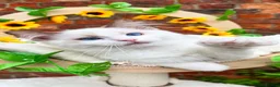 Ragdoll cats for sale: ⭐️AWARD WINNING GCCF CATTERY RAGDOLL KITTENS⭐️ - Advert 18