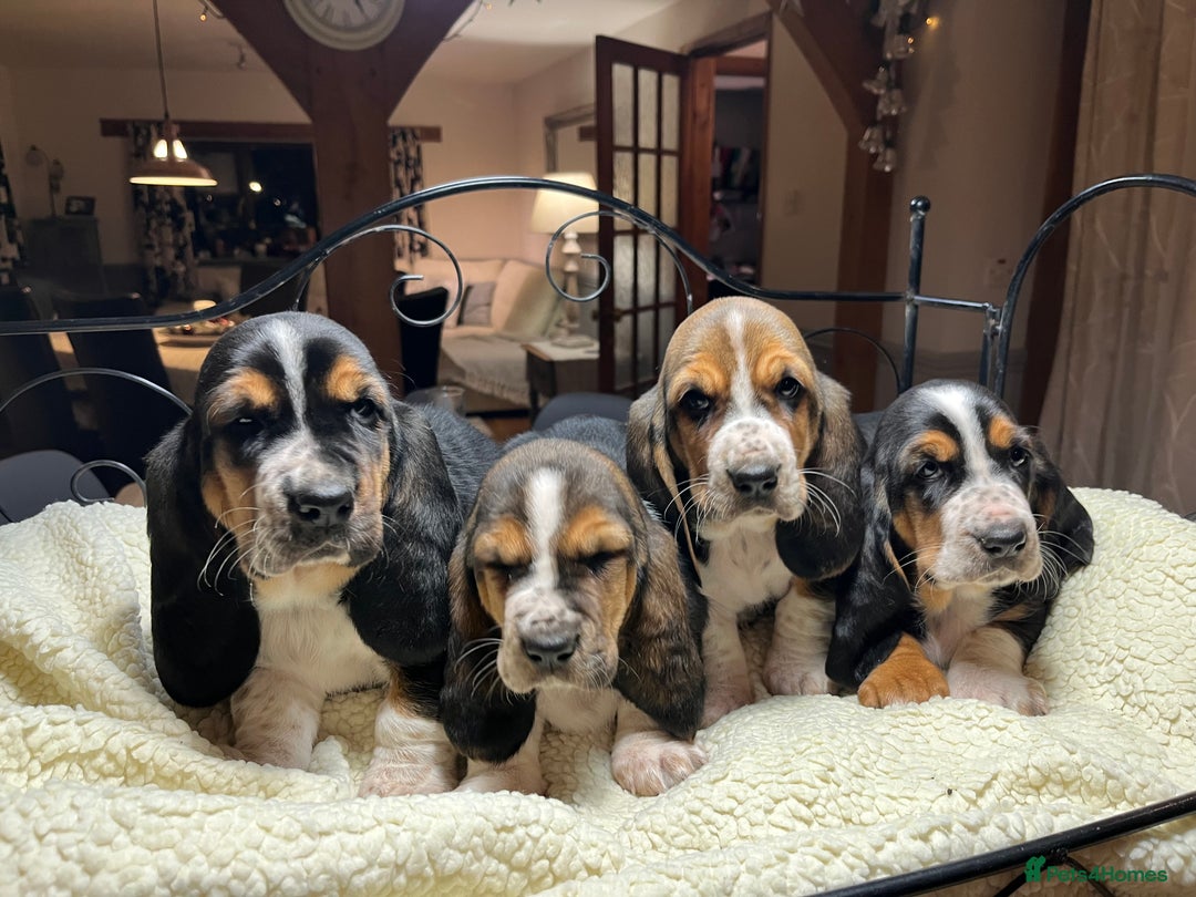 Basset Hound dogs for sale: Basset Hound puppies for sale - Advert 12