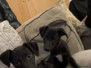 Whippet dogs - Advert 18