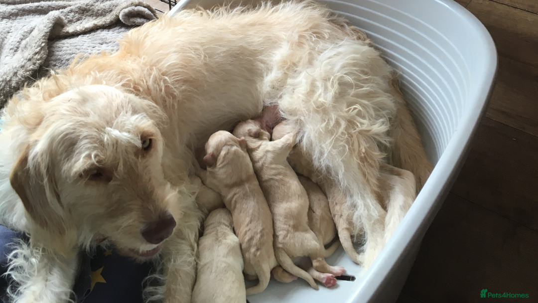 Labradoodle dogs for sale: Labradoodle puppies for sale £600-£750 - Image 9