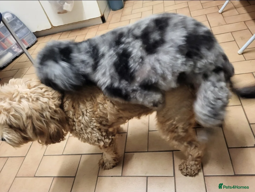 Cavapoo dogs for stud: Extensively DNA tested CAVAPOO Stud  - Advert 4