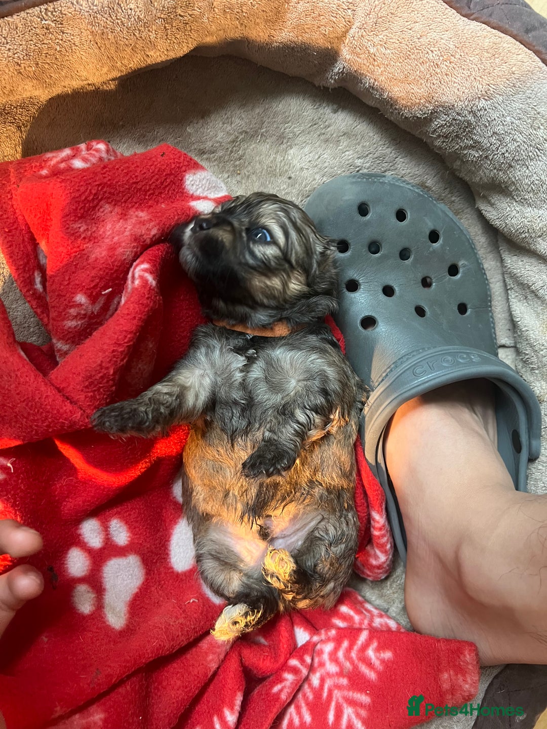 Mixed Breed dogs for sale: 🐶 Cockapoo × Shih Tzu Puppies Ready September  - Image 10