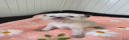 Ragdoll cats for sale: Ragdolls kittens. - Advert 4