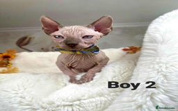 Sphynx cats for sale: 7 adorable Sphynx  looking for their forever home - Image 21