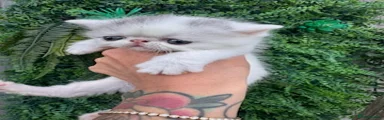 Exotic Kitten 4