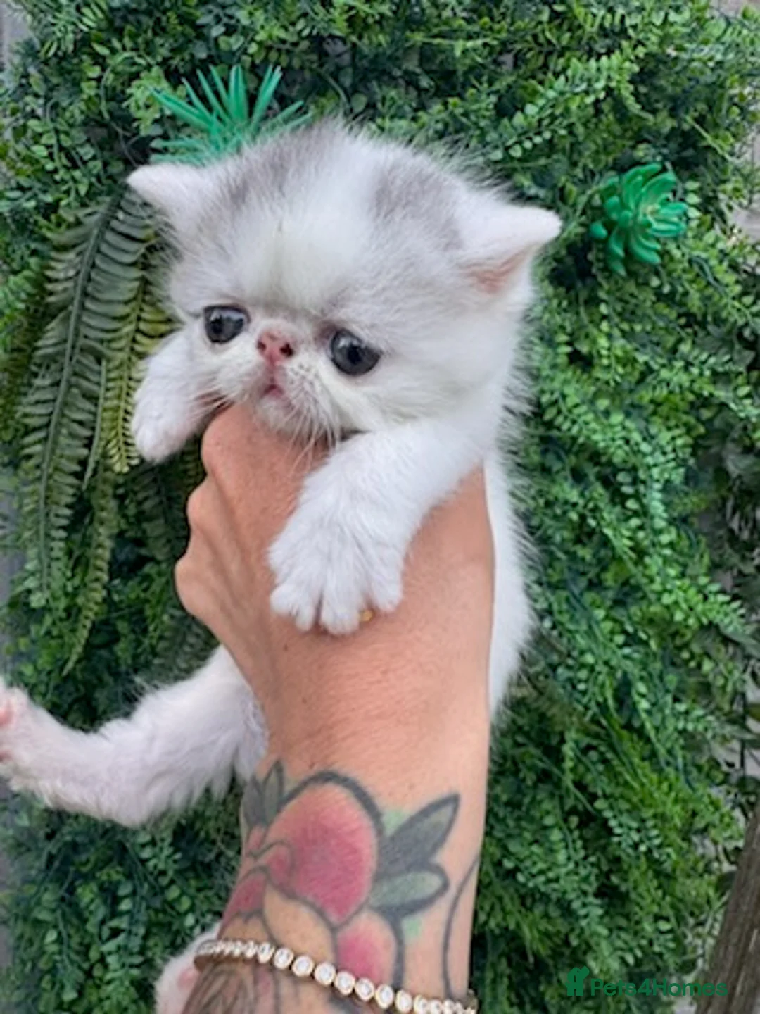 Exotic cats for sale: Exotic Persian  - Advert 2